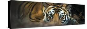 Bengal Tiger (Panthera Tigris Tigris), India-null-Stretched Canvas