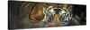 Bengal Tiger (Panthera Tigris Tigris), India-null-Stretched Canvas