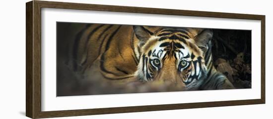 Bengal Tiger (Panthera Tigris Tigris), India-null-Framed Premium Photographic Print