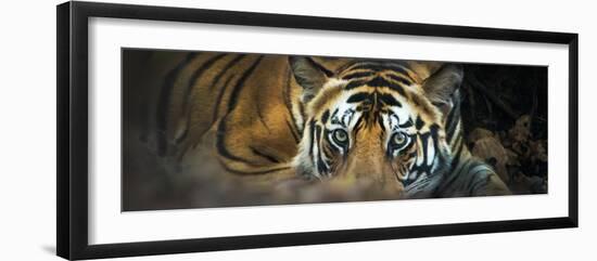Bengal Tiger (Panthera Tigris Tigris), India-null-Framed Premium Photographic Print