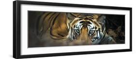 Bengal Tiger (Panthera Tigris Tigris), India-null-Framed Premium Photographic Print