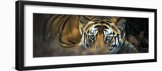 Bengal Tiger (Panthera Tigris Tigris), India-null-Framed Photographic Print