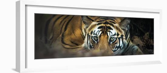 Bengal Tiger (Panthera Tigris Tigris), India-null-Framed Photographic Print