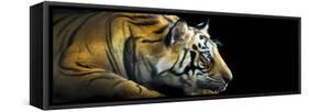 Bengal Tiger (Panthera Tigris Tigris), India-null-Framed Stretched Canvas