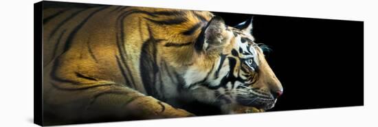 Bengal Tiger (Panthera Tigris Tigris), India-null-Stretched Canvas