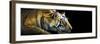 Bengal Tiger (Panthera Tigris Tigris), India-null-Framed Premium Photographic Print