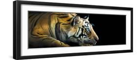 Bengal Tiger (Panthera Tigris Tigris), India-null-Framed Premium Photographic Print