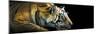 Bengal Tiger (Panthera Tigris Tigris), India-null-Mounted Premium Photographic Print
