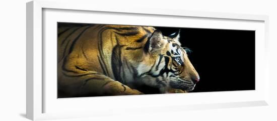 Bengal Tiger (Panthera Tigris Tigris), India-null-Framed Photographic Print