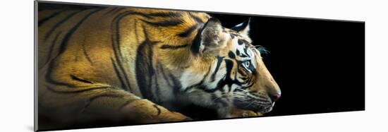 Bengal Tiger (Panthera Tigris Tigris), India-null-Mounted Photographic Print