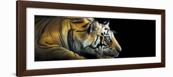 Bengal Tiger (Panthera Tigris Tigris), India-null-Framed Photographic Print