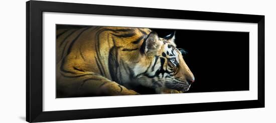 Bengal Tiger (Panthera Tigris Tigris), India-null-Framed Photographic Print