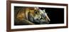 Bengal Tiger (Panthera Tigris Tigris), India-null-Framed Photographic Print