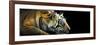 Bengal Tiger (Panthera Tigris Tigris), India-null-Framed Photographic Print