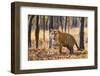 Bengal tiger (Panthera tigris tigris), India-Panoramic Images-Framed Photographic Print