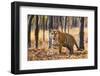 Bengal tiger (Panthera tigris tigris), India-Panoramic Images-Framed Photographic Print