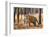 Bengal tiger (Panthera tigris tigris), India-Panoramic Images-Framed Photographic Print