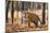 Bengal tiger (Panthera tigris tigris), India-Panoramic Images-Mounted Photographic Print