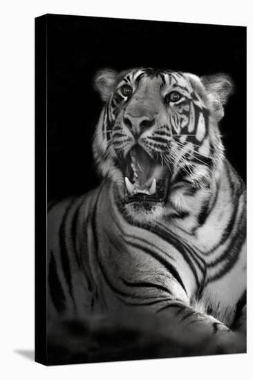 Bengal Tiger (Panthera Tigris Tigris), Kanha National Park, Madhya Pradesh, India-null-Stretched Canvas