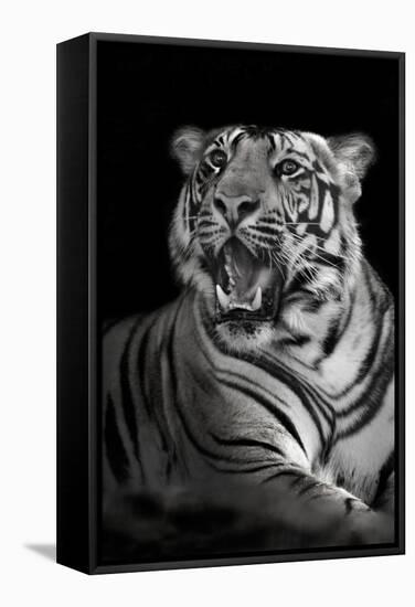 Bengal Tiger (Panthera Tigris Tigris), Kanha National Park, Madhya Pradesh, India-null-Framed Stretched Canvas