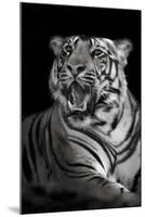 Bengal Tiger (Panthera Tigris Tigris), Kanha National Park, Madhya Pradesh, India-null-Mounted Premium Photographic Print