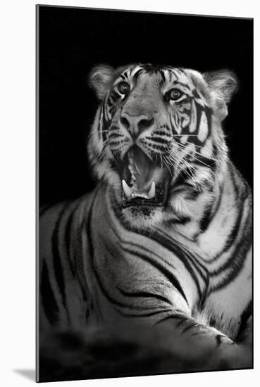 Bengal Tiger (Panthera Tigris Tigris), Kanha National Park, Madhya Pradesh, India-null-Mounted Premium Photographic Print