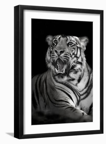 Bengal Tiger (Panthera Tigris Tigris), Kanha National Park, Madhya Pradesh, India-null-Framed Photographic Print