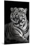 Bengal Tiger (Panthera Tigris Tigris), Kanha National Park, Madhya Pradesh, India-null-Mounted Photographic Print