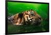 Bengal Tiger Panthera Tigris Tigris Swimming in the Lake-Sharkawi Che Din-Framed Photographic Print