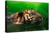 Bengal Tiger Panthera Tigris Tigris Swimming in the Lake-Sharkawi Che Din-Stretched Canvas