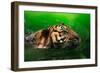 Bengal Tiger Panthera Tigris Tigris Swimming in the Lake-Sharkawi Che Din-Framed Photographic Print