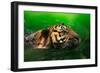 Bengal Tiger Panthera Tigris Tigris Swimming in the Lake-Sharkawi Che Din-Framed Photographic Print