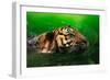 Bengal Tiger Panthera Tigris Tigris Swimming in the Lake-Sharkawi Che Din-Framed Photographic Print