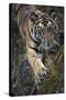 Bengal Tiger (Panthera tigris tigris) wild male cub, critically endangered-Kim Sullivan-Stretched Canvas