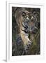 Bengal Tiger (Panthera tigris tigris) wild male cub, critically endangered-Kim Sullivan-Framed Premium Photographic Print