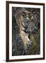 Bengal Tiger (Panthera tigris tigris) wild male cub, critically endangered-Kim Sullivan-Framed Photographic Print