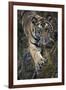 Bengal Tiger (Panthera tigris tigris) wild male cub, critically endangered-Kim Sullivan-Framed Photographic Print