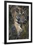 Bengal Tiger (Panthera tigris tigris) wild male cub, critically endangered-Kim Sullivan-Framed Photographic Print