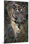 Bengal Tiger (Panthera tigris tigris) wild male cub, critically endangered-Kim Sullivan-Mounted Photographic Print