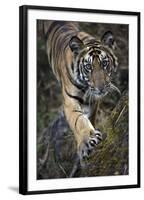 Bengal Tiger (Panthera tigris tigris) wild male cub, critically endangered-Kim Sullivan-Framed Photographic Print