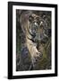 Bengal Tiger (Panthera tigris tigris) wild male cub, critically endangered-Kim Sullivan-Framed Photographic Print