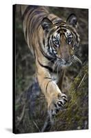 Bengal Tiger (Panthera tigris tigris) wild male cub, critically endangered-Kim Sullivan-Stretched Canvas