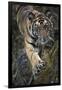 Bengal Tiger (Panthera tigris tigris) wild male cub, critically endangered-Kim Sullivan-Framed Photographic Print
