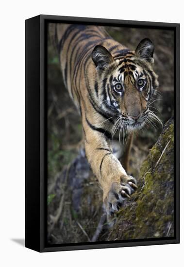 Bengal Tiger (Panthera tigris tigris) wild male cub, critically endangered-Kim Sullivan-Framed Stretched Canvas