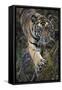 Bengal Tiger (Panthera tigris tigris) wild male cub, critically endangered-Kim Sullivan-Framed Stretched Canvas