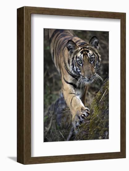 Bengal Tiger (Panthera tigris tigris) wild male cub, critically endangered-Kim Sullivan-Framed Photographic Print