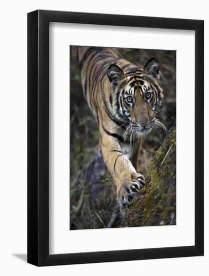 Bengal Tiger (Panthera tigris tigris) wild male cub, critically endangered-Kim Sullivan-Framed Photographic Print