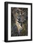 Bengal Tiger (Panthera tigris tigris) wild male cub, critically endangered-Kim Sullivan-Framed Photographic Print