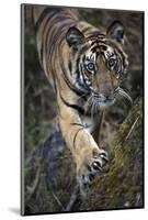 Bengal Tiger (Panthera tigris tigris) wild male cub, critically endangered-Kim Sullivan-Mounted Photographic Print