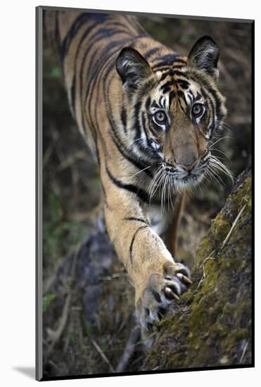 Bengal Tiger (Panthera tigris tigris) wild male cub, critically endangered-Kim Sullivan-Mounted Photographic Print